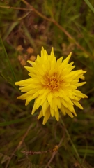 Microseris laciniata