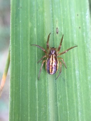 Araneus pratensis