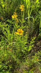 Coreopsis palmata