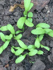 Angiospermae