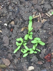 Angiospermae
