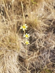 Lactuca saligna