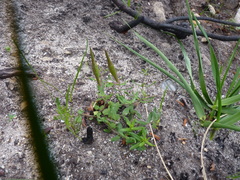 Aspidoglossum heterophyllum