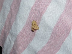 Apoda y-inversa
