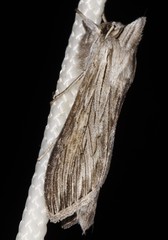 Cucullia umbratica