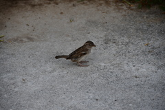 Passer domesticus