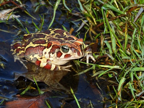 Western Leopard Toad, River Club, photo 5 of 10