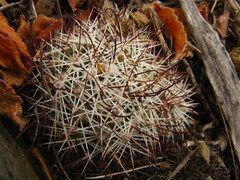 Mammillaria schumannii