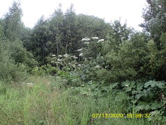 Heracleum sosnowskyi