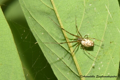 Tylorida