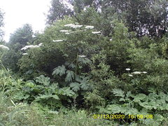 Heracleum sosnowskyi