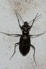 Eunota severa