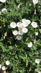 Convolvulus arvensis