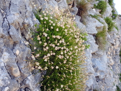 Silene saxifraga