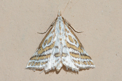 Leptosteges parthenialis
