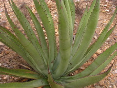 Agave datylio