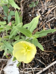 Oenothera humifusa