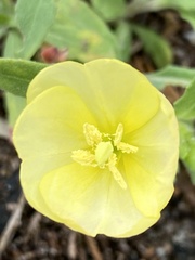 Oenothera humifusa