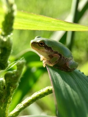 Hyla japonica