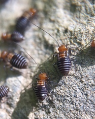 Cerastipsocus trifasciatus