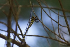 Cordulegaster erronea