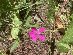 Dianthus deltoides