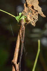 Tylorida