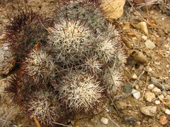 Mammillaria schumannii