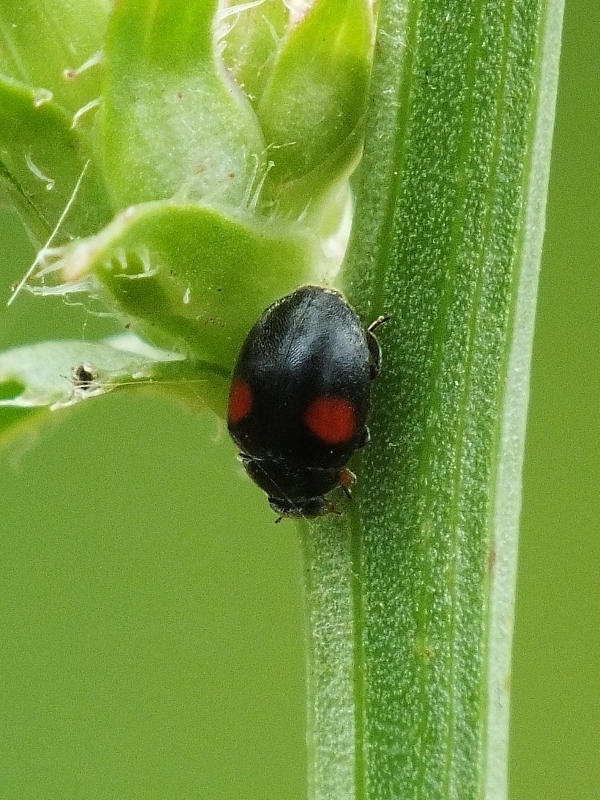 Scymnus apetzi