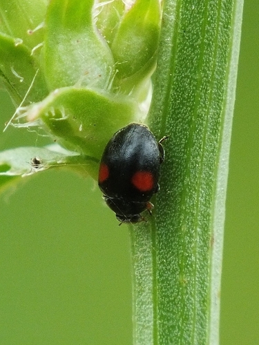 Scymnus apetzi