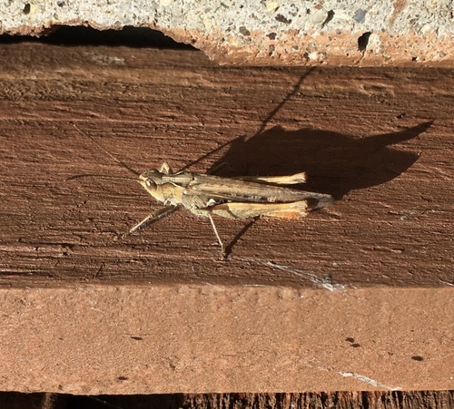 Grasshopper