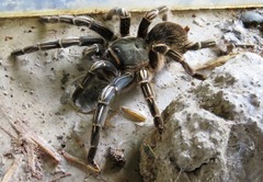 Aphonopelma seemanni
