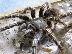 Aphonopelma seemanni