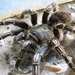 Costa Rican Striped-knee Tarantula - Photo (c) jmmaes, some rights reserved (CC BY-SA), uploaded by jmmaes