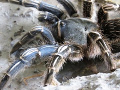 Aphonopelma seemanni