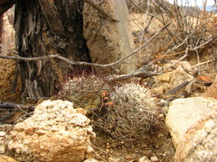 Mammillaria schumannii
