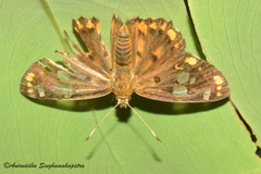 Coladenia indrani