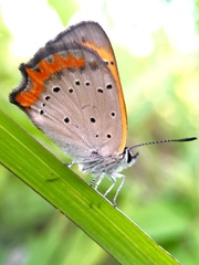 Lycaena phlaeas daimio