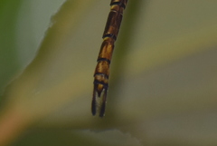 Gynacantha dravida