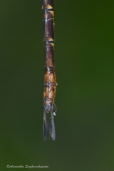 Gynacantha dravida