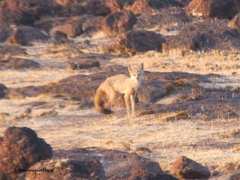 Vulpes bengalensis