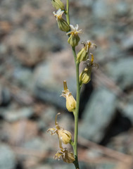 Streptanthus brachiatus