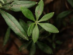 Galium odoratum