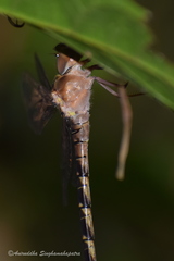 Gynacantha dravida