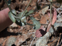 Streptanthus brachiatus