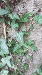 Hedera helix