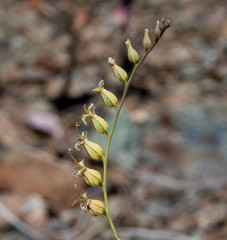 Streptanthus brachiatus
