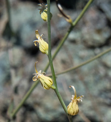 Streptanthus brachiatus