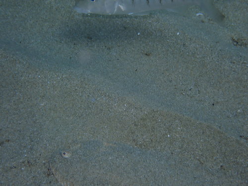 Listovi (Soleidae)