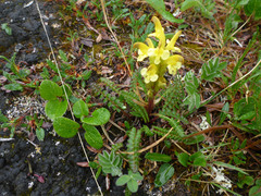 Pedicularis oederi